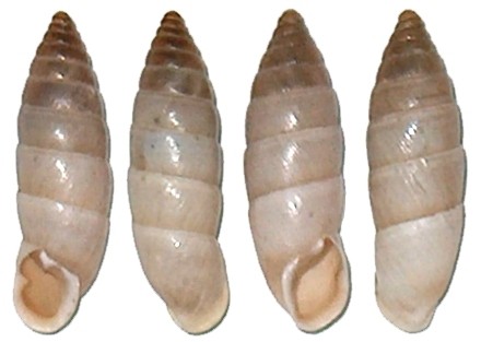 Imperiatula ridvani